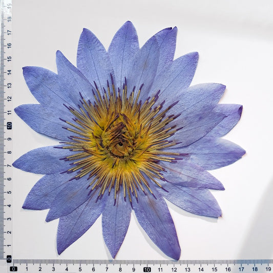 Real Dried Pressed Purple Water Lily Flower