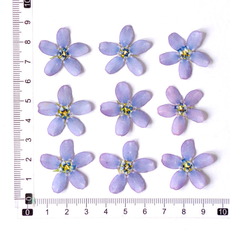 Real Dried Pressed Bluestar Flowers
