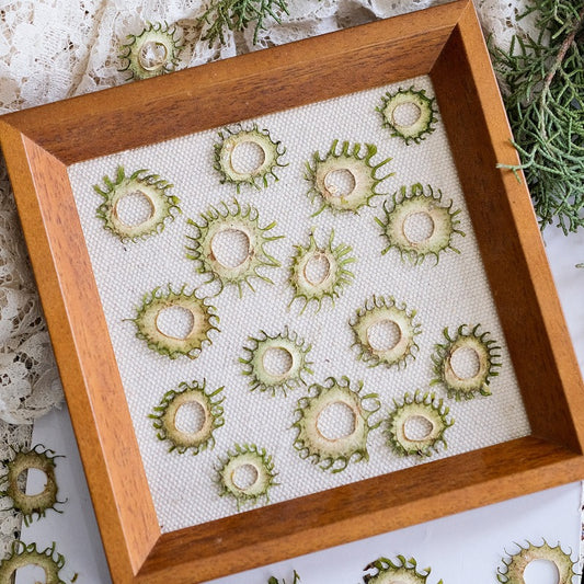 Whimsical Sun-Shaped Pressed Stem Slices