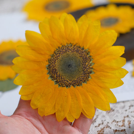 Large Real Dried Pressed Sunflowers