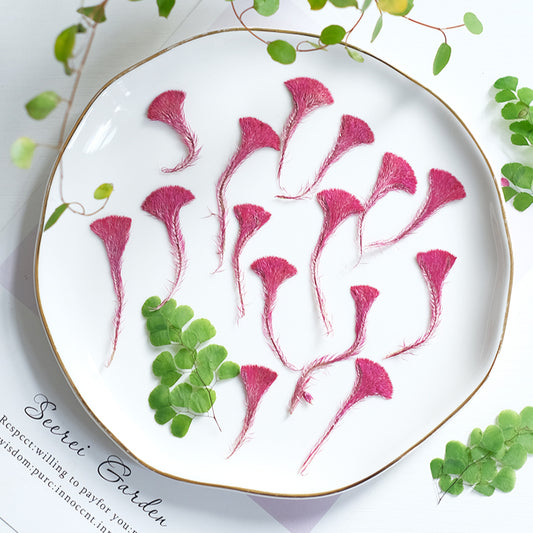 50 Pcs Real Pressed Dried Cockscomb Flowers