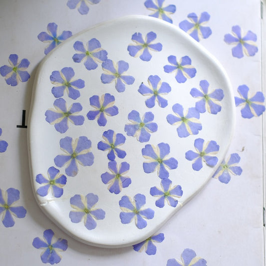 50 Pcs Dried Pressed Blue Verbena Flowers
