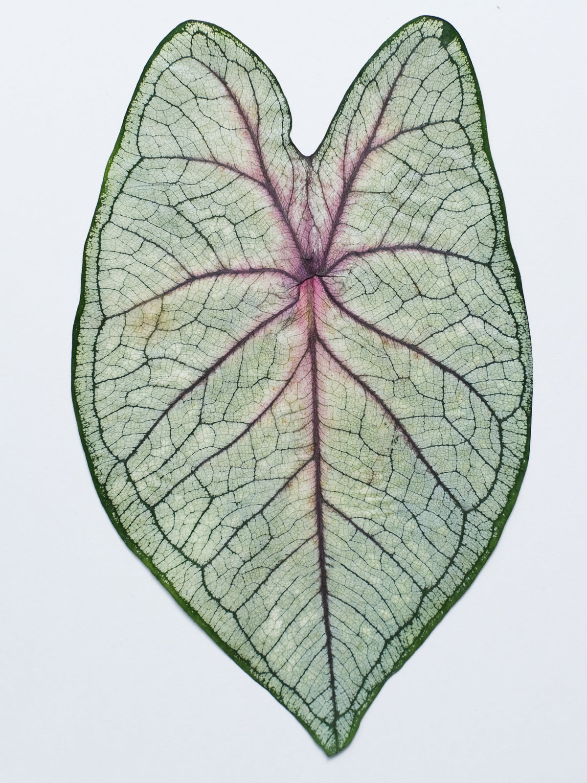 Real Dried Pressed Caladium Leaves