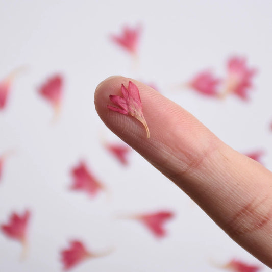 60 Pcs Dried Pressed Cornflower Petals