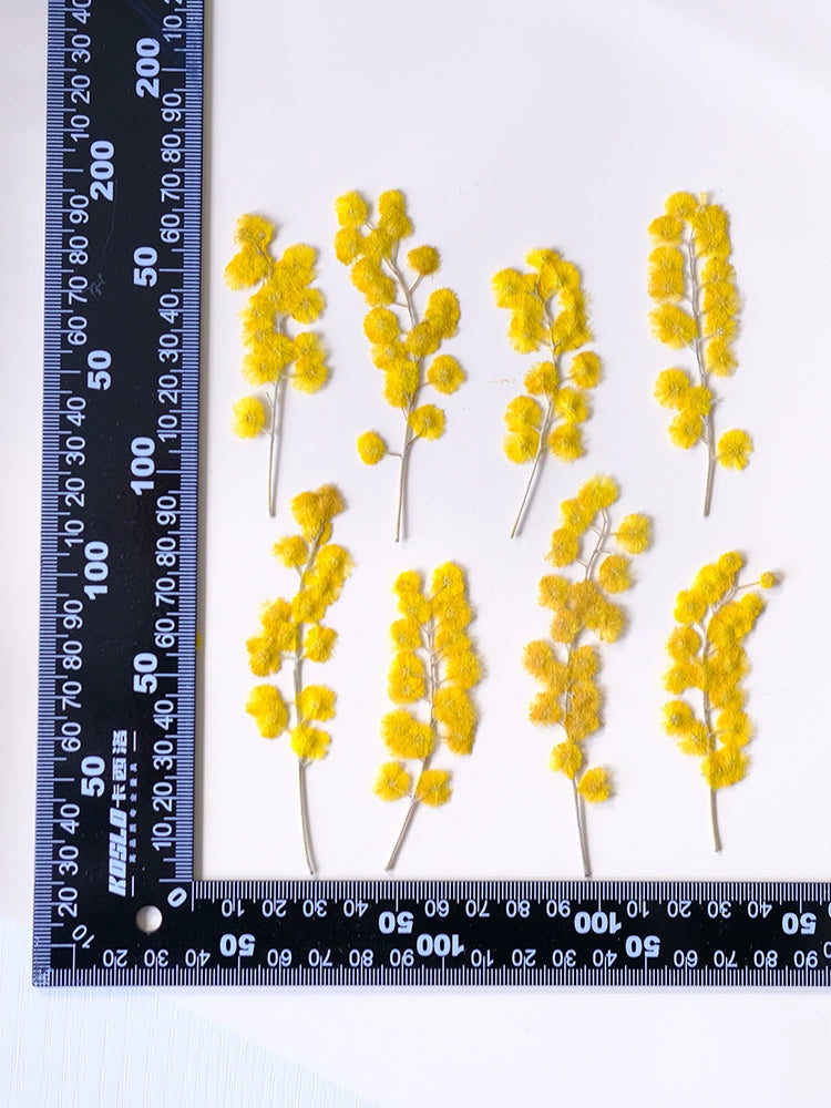 50 pièces de fleurs et feuilles d'acacia séchées et pressées jaunes