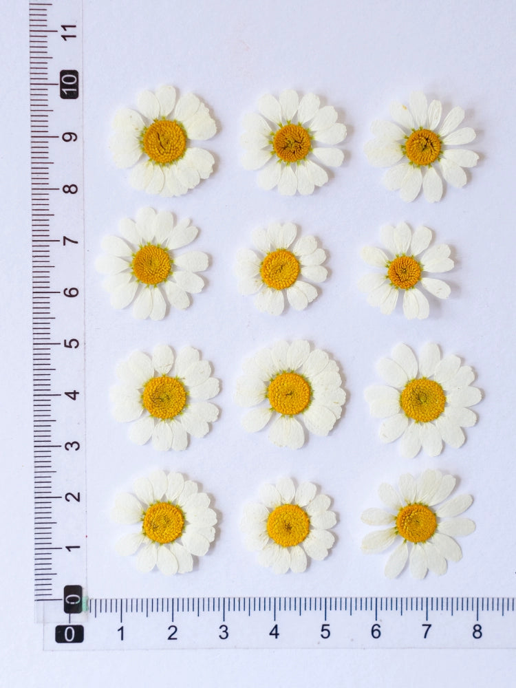 60 Pcs Real Dried Pressed Daisy Flowers