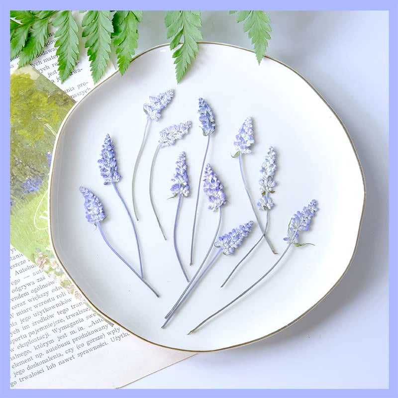 50 Pcs Dried Pressed Lavender Stalks