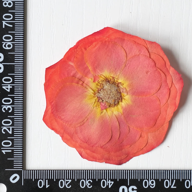 20 pièces de vraies fleurs de roses séchées pressées