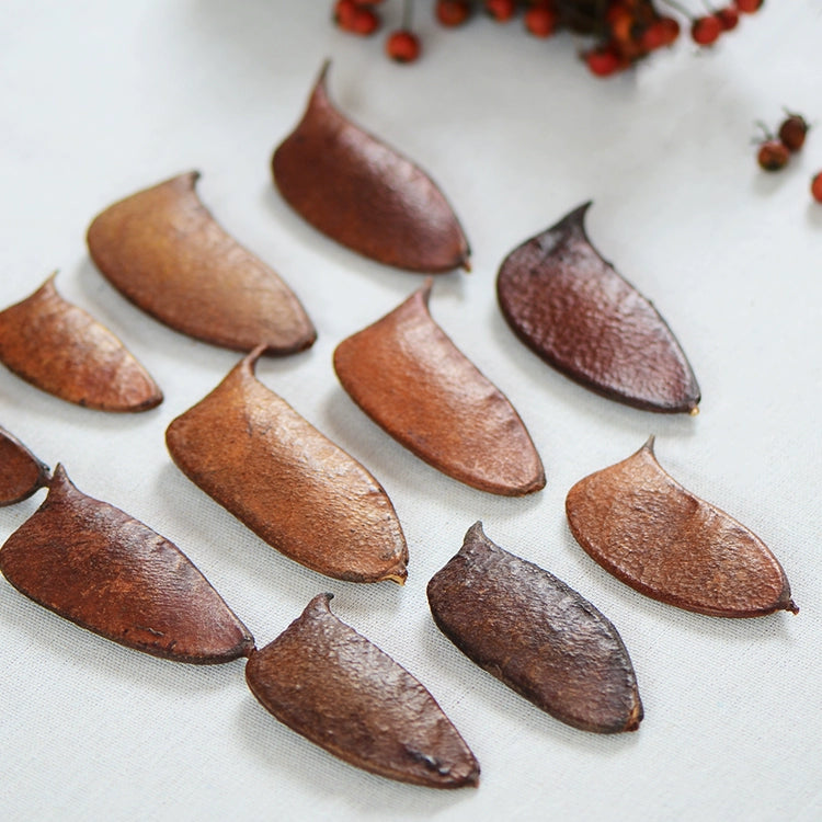 Natural Dried Plant Pods for DIY Crafts