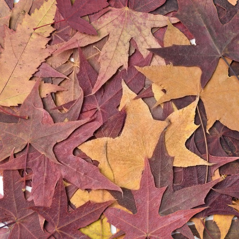 30 Pcs Real Dried Pressed Autumn Leaves