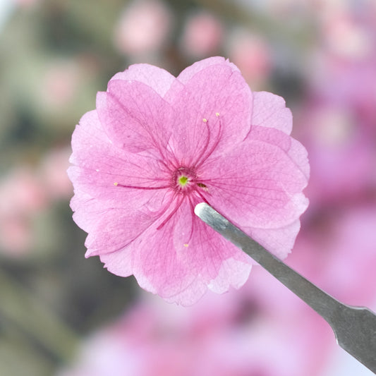 50 Pcs Real Dried Pressed Sakura Flowers