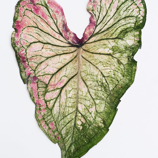 Real Dried Pressed Caladium Leaves