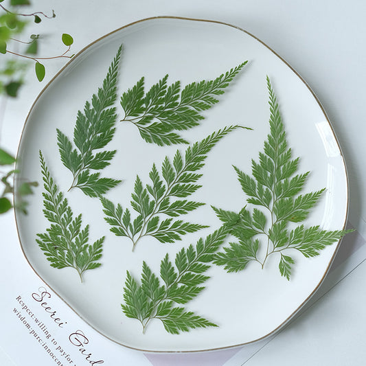 50 Pcs Real Pressed Dried Green Fern Leaves