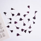 Load image into Gallery viewer, 20 Pcs Dried Pressed Cornflower for DIY Crafts