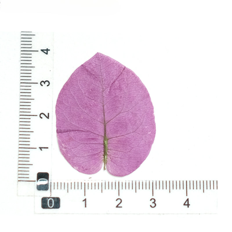 50 Pcs Real Pressed Dried Bougainvillea Petals