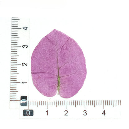 50 Pcs Real Pressed Dried Bougainvillea Petals