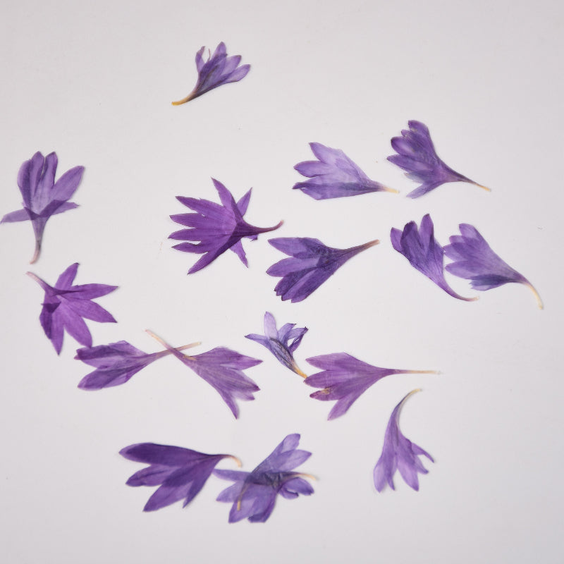 60 Pcs Dried Pressed Cornflower Petals
