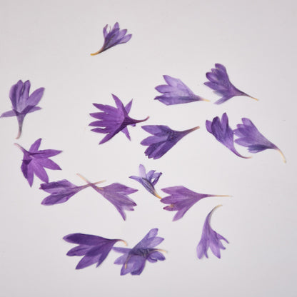 60 Pcs Dried Pressed Cornflower Petals