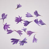 Load image into Gallery viewer, 20 Pcs Dried Pressed Cornflower for DIY Crafts