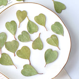 Load image into Gallery viewer, 50 Pcs Dried Pressed Heart-shaped Eucalyptus Leaves