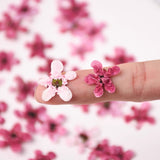 Load image into Gallery viewer, 12 Pcs Dried Pressed Plum Blossoms for Crafts