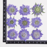 Load image into Gallery viewer, Real Pressed Dried Violet Scabiosa Flowers