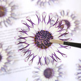 Load image into Gallery viewer, Real Dried Pressed African Daisies