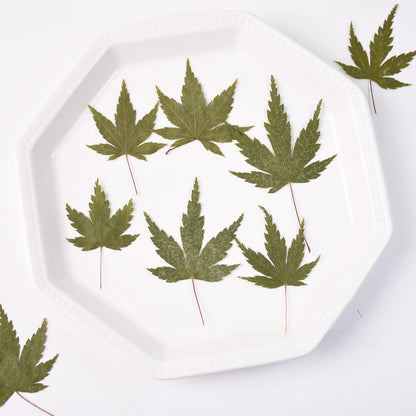 50 Pcs Vibrant Dyed Pressed Maple Leaves
