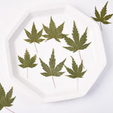 Load image into Gallery viewer, 12 Pcs Dried Pressed Maple Leaves for Crafts