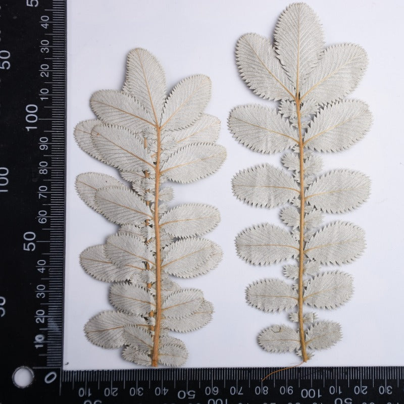 Dried Pressed Silver Velvet Leaves