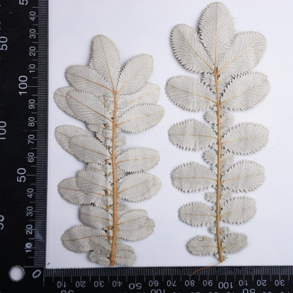 Dried Pressed Silver Velvet Leaves