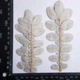 Load image into Gallery viewer, 6 Pcs Dried Pressed Foliage for DIY Crafts