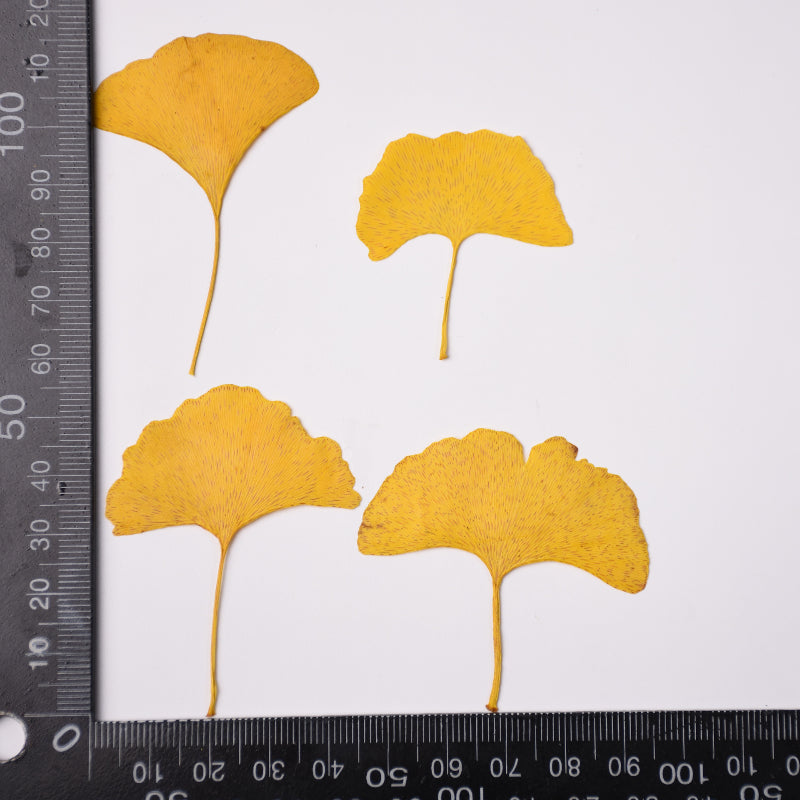 50 Pcs Dried Pressed Ginkgo Leaves