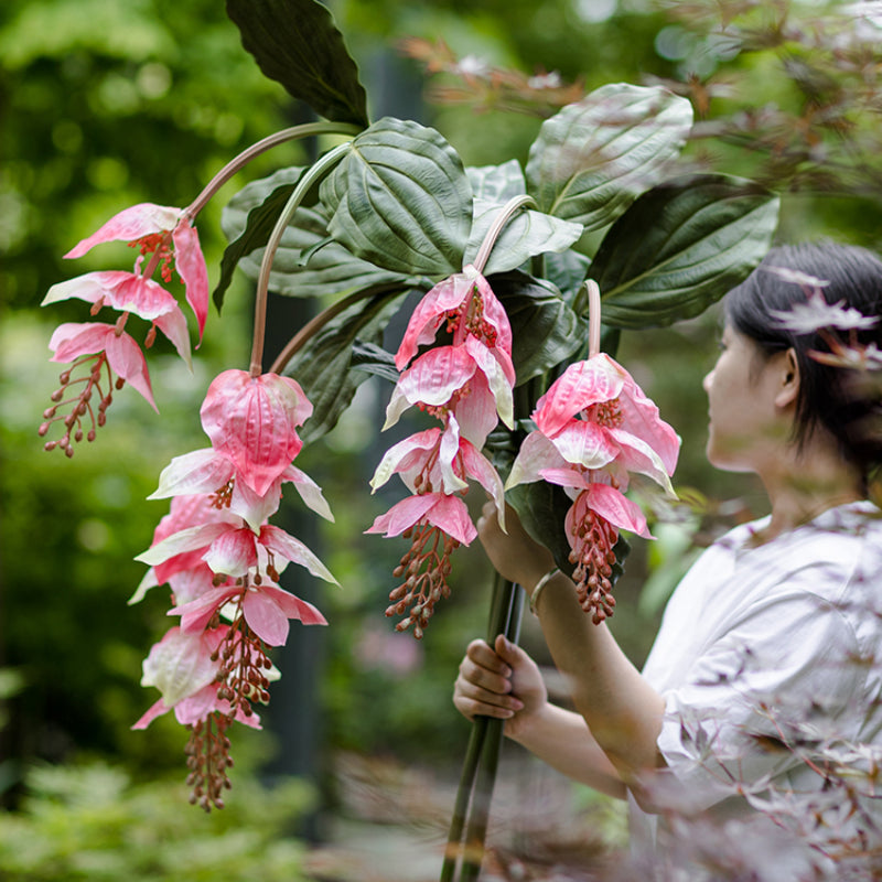 Artificial Medinilla Magnifica Plant