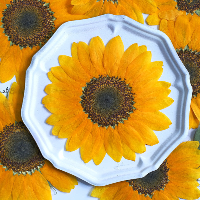 Large Real Dried Pressed Sunflowers