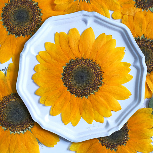 Large Real Dried Pressed Sunflowers
