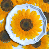 Load image into Gallery viewer, 10 Pcs Large Real Dried Pressed Sunflowers