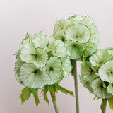 Load image into Gallery viewer, Artificial Scabiosa Pods Flower Stem (8cmDx65cmH)