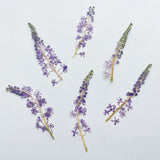 Load image into Gallery viewer, 4 Pcs Dried Pressed Portuguese Squill Flower