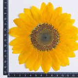Load image into Gallery viewer, 10 Pcs Large Real Dried Pressed Sunflowers