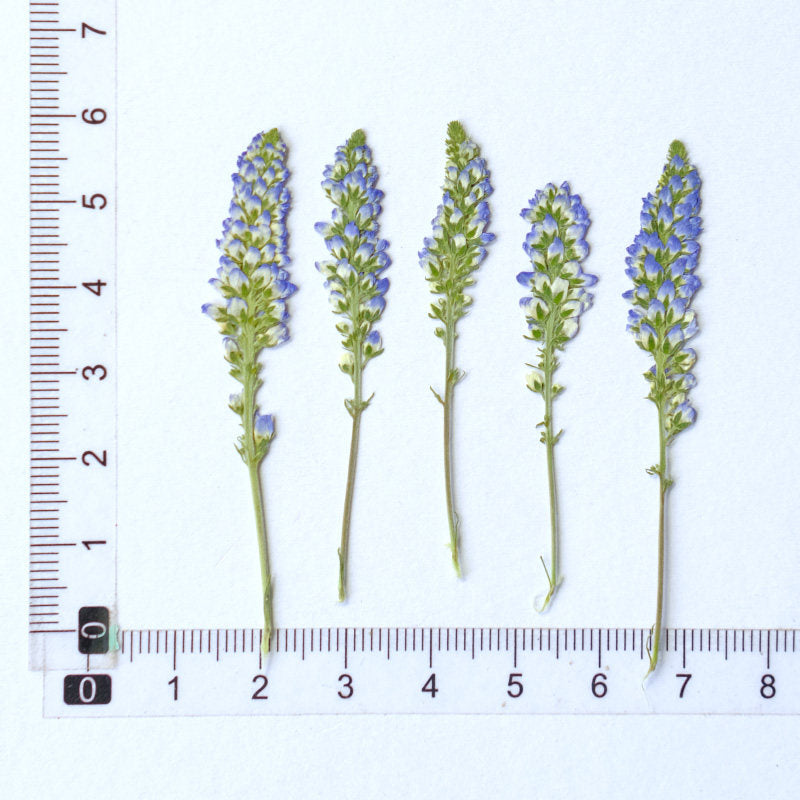30 Pcs Real Dried Pressed Blue Salvia Flowers