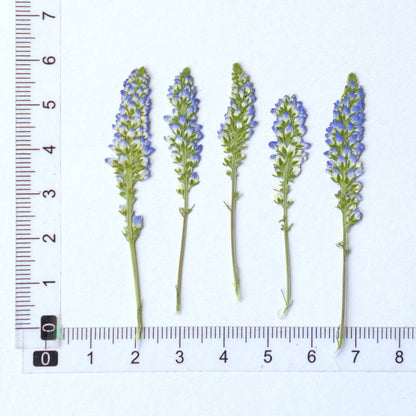 30 Pcs Real Dried Pressed Blue Salvia Flowers