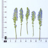 Load image into Gallery viewer, 30 Pcs Real Dried Pressed Blue Salvia Flowers
