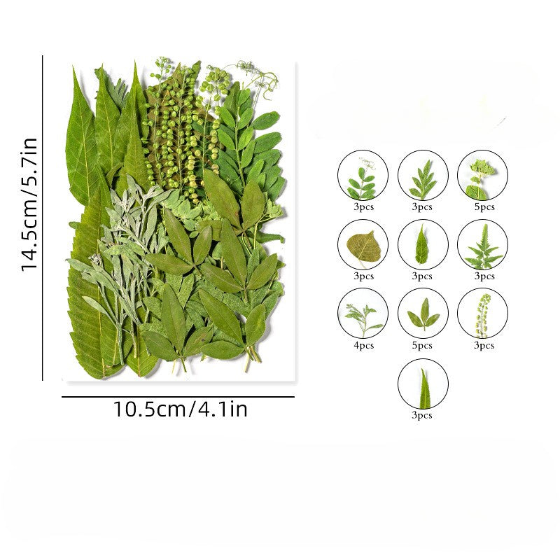 35 Pcs Assorted Dried Pressed Green Leaves