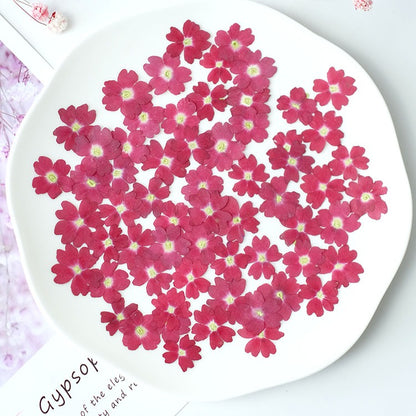 50 Pcs Real Dried Pressed Small Sakura Blossoms