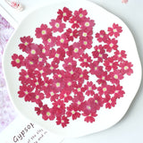 Load image into Gallery viewer, 50 Pcs Real Dried Pressed Small Sakura Blossoms