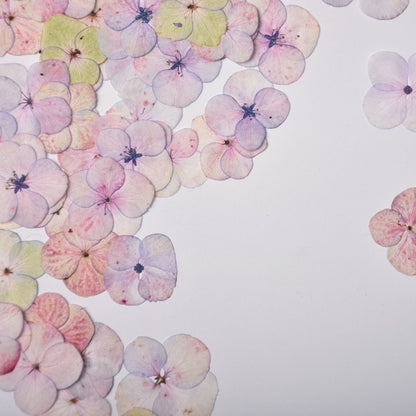 Dried Pressed Watercolor Hydrangea Petals