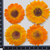 30pcs orange