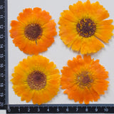 Load image into Gallery viewer, 30 Pcs Real Dried Pressed Calendula Flowers