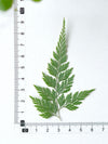 (7-10cm) 50pcs